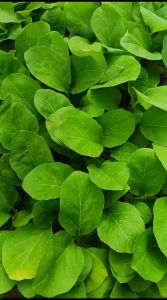 (10 POHON) BIBIT SEMAI TERONG HIJAU PANJANG KUALITAS UNGGUL SIAP TANAM