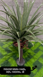 Dekorasi Taman Tanaman Hias Pohon Dracaena marginata Artificial CZ-28
