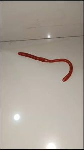 MAINAN PRANK CACING TANAH UMPAN PANCING IKAN BAHAN TPR JELLY LUNAK