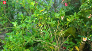 Sách Tranh Khoa Học Cho Bé Trải Nghiệm 24 Giờ Trong Rừng Nhiệt Đới - Đinh Tị