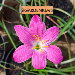 Umbi Bunga Rain Lily Fadjar Pink - Rainlily Zephyranthes Hybrid