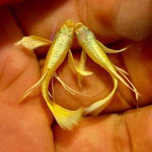 🔥SETIA SIGNATURE🔥 24k RIBBON Full Gold Butterfly LONG Ear 🇻🇳 Guppy Fish Pair (PREMIUM TOP GRADE)