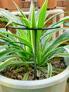 Crab Claw Orchid Support Stand & Resin Flower Stand: A Comprehensive Guide