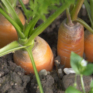 เมล็ดพันธุ์ แครอทเจมส์ (ซองรีเทล)