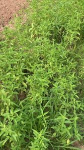 เมล็ดพันธุ์ แมงลัก อีตู่ บรรจุ 25 กรัม สิ้นอายุทำพันธุ์ 02 / 70