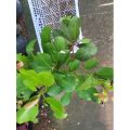 Duhat Grafted Giant fruit/Lomboy/ Giant Java Plum fruit hybrid tree Var. 