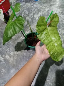 ต้นไม้ พาไรโซ่ ด่างงาม เป็นไม้ฟอกอากาศ ชนิดหนึ่ง