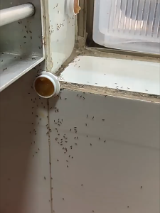 ALAmall สิบปีไม่มีจิ้งจก ครีมกำจัดจิ้งจก 8 ชิ้น/กล่อง เห็นผลจริง กำจัดได้ทั้งจิ้งจก ตุ๊กแก และ แมลงต่างๆ