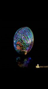 Andaman seashell เปลือกหอย หอยเป๋าฮื้อน้ําเงิน (Haliotis iris)