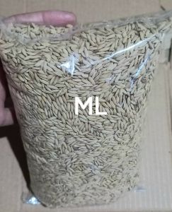 hemar benih padi beras merah jenis jumbo unggul pilihan