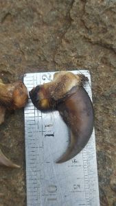 bahan liontin kuber asli gurih