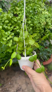 Cây Kiểng Lá Lan Sò Hào - Cây Cảnh Đẹp Sang Trọng Dễ Trồng Trang Trí Nhà Cửa Ban Công Sân Vườn Văn Phòng