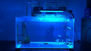 24/7 Seawater Aquarium LED light18W sunrise - Daylight - Moonlight mode and DIY mode adjustable timer adjustable brightness aquarium light7 colors suitable for coral ocean tank
