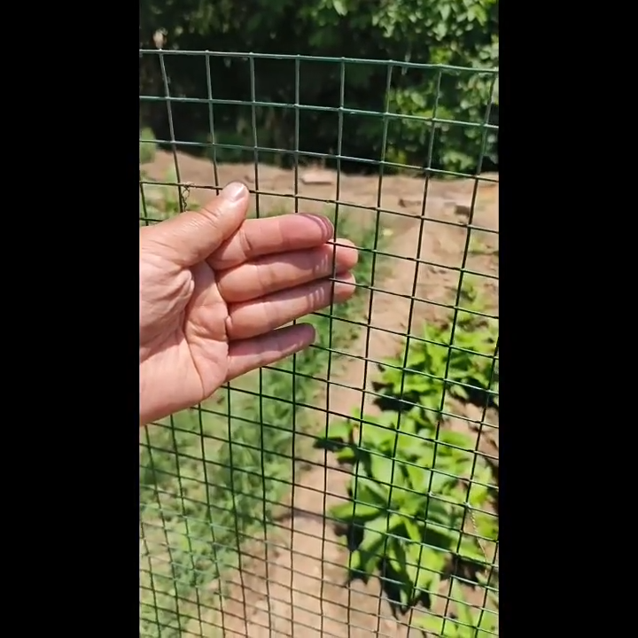 25meters Roll PVC Coated Welded Wire Mesh Screen Chicken Wire Salandra ...