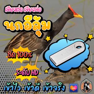 เสียงต่อนกอีลูมินก์ เสียงล่อนกอีลูมินก์ แฟลชไดร์ฟเสียงนกอีลูมินก์ ชัด เสียงสมบูรณ์ ไม่มีโฆษณาแทรก พร้อมส่ง! ราคาถูกต้อง! สปอร์ตผ่านส่วนนอน! มีเก็บเงินปลายทาง!