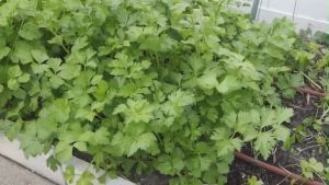 SULIT PACK! KINCHAY SEEDS (100pcs seeds) HYBRID/HIGH YIELDING/EASY TO GROW