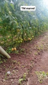 TM Marvel isi 1.500 dan 3.000 biji - Benih bibit sayuran sayur tomat buah lebat