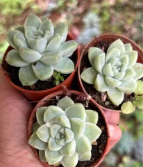 Echeveria 'Claudia' Rose Succulent 克罗地亚玫瑰多肉植物 | Lazada