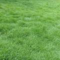 rumput peking/jepang 1 meter tanaman rumput hias halaman rumah. 