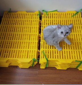 Tấm nhựa lót sàn nuôi chóheo gà vịt 40x55x3.5cm