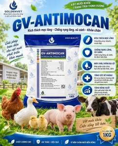GV - Antimocan Mọc lông nhanh chống cắn mổ