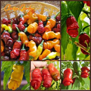 5 BUTIR BIJI/BENIH CABE PORNO PETER PEPPER CAMPUR WARNA