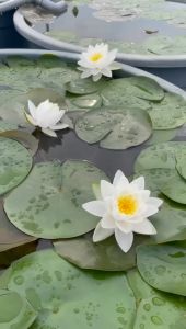 【Sean Planters】Hardy Waterlily Nymphaea Siam Jasmine Water Lily 耐寒睡莲 莲花 Pokok Teratai Telepok