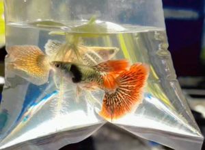 (Xả Trại) combo 10 tặng 2 bé cá 7 màu Rồng Đỏ bds hm size sinh sản trang trí hồ cá cảnhbắt theo cặp trống mái+Tặng Thức ănbảo hành vận chuyển toàn Quốc