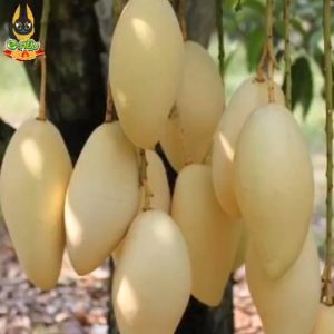 ถุงห่อผลไม้กันแมลงสีขาว ห่อมะม่วง ห่อฝรั่ง ห่อองุ่น ห่อมะเฟือง ห่อทับทิม ถุงห่อชมพู่ (มีรูระบายอากาศ)