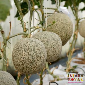 SWEET & JUICY ROCK MELON IMPORTED FROM AUSTRALIA - WHOLE - ISTANA ROYAL FRUITS