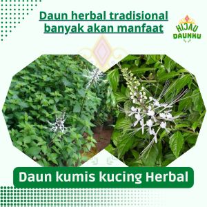 Daun Kumis kucing Hijau Segar Obat Herbal Alami Menyediakan Bibit