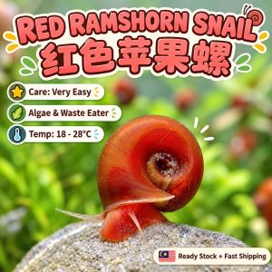 Red Ramshorn Snail (Live Aquarium Snail) | 红色苹果螺 | Algae Eater & Tank Cleaner