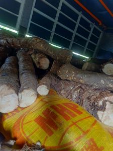 Củ Bạc Hà Núi ( củ lâu năm mọc trên núi Cấm linh thiêng) 10kg trị ung thư