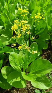 เมล็ดพันธุ์ กวางตุ้งดอกขาวฮานอย (ซองรีเทลและซองม่วง)