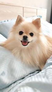 LOFTYSOFT ปลอกหมอน TENCEL100% 500เส้นด้าย PRIMO COLLECTION