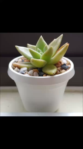 Sen đá đá đỏ cổ thụ