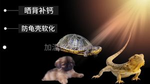 High Quality UVA+UVB 3.0 Reptile lamp with Adjustable Clip-on Bulb Lamp Holder Turtle Basking Lamp Kit 陆龟晒背加热