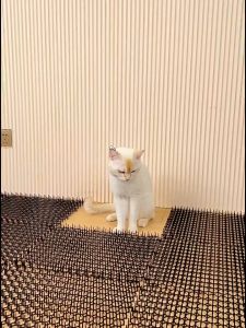 Garden Cat Scat Mat Anti Cat Bird Spike Repellent Mat Prevent Dog Digging 防猫刺垫