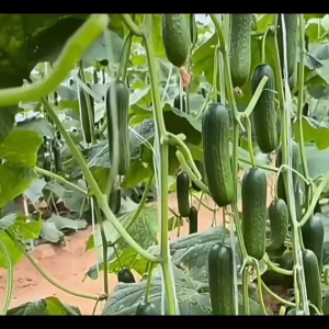 เมล็ดแตงกวาเมล็ดแตงกวาเมล็ดแตงกวาเมล็ดแตงกวาลูกเกด