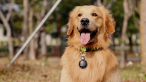 ShineSense Smart Bluetooth Tracker Airtag Item Key Finders Search Children Positioning Tracker Pet Tracker With Protective Cover Case Apple MFi Certified Portable Bluetooth Tracker Works with Apple Find My(iOS Only)