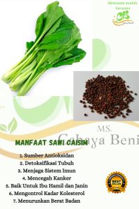 BENIH BIJI CAISIM 500 BIJI BENIH BIJI SAWI CAISIM MANIS