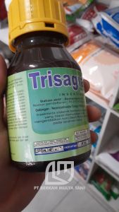 Insektisida Trisagra 30 EC 250 ml Original Bahan Aktif Acetamiprid\\n\\n Apa Itu Insektisida Trisagra 30 EC?\\n\\nInsektisida Trisagra 30 EC adalah produk perlindungan tanaman yang dirancang khusus untuk melawan berbagai jenis serangga yang merugikan tanaman. Produk ini mengandung bahan aktif acetamiprid, yang merupakan komponen utama yang efektif dalam mengendalikan serangga. Acetamiprid termasuk dalam kelompok senyawa neonicotinoid, yang dikenal memiliki efek neurotoksin pada serangga.\\n\\n Komposisi & Bahan Aktif Acetamiprid\\n\\nKomposisi utama Insektisida Trisagra 30 EC adalah acetamiprid dengan konsentrasi 30%. Acetamiprid adalah bahan aktif yang sangat efektif dalam mengendalikan serangga tanpa merugikan tanaman. Bahan aktif ini bekerja dengan cara menghambat sistem saraf serangga, sehingga menghalangi mereka untuk melakukan aktivitas merugikan pada tanaman.\\n\\n Keunggulan Insektisida Trisagra 30 EC\\n\\nBeberapa keunggulan utama Insektisida Trisagra 30 EC antara lain:\\n\\n- Efektif melawan berbagai jenis serangga\\n- Dapat digunakan pada berbagai jenis tanaman\\n- Memiliki daya tahan yang lama, sehingga perlindungan tanaman dapat bertahan hingga beberapa minggu\\n- Ramah lingkungan dan aman bagi manusia dan hewan jika digunakan sesuai petunjuk\\n\\n Cara Penggunaan Insektisida Trisagra 30 EC\\n\\nBerikut adalah langkah-langkah penggunaan Insektisida Trisagra 30 EC:\\n\\n1. Siapkan larutan insektisida dengan mengencerkan 250 ml Trisagra 30 EC dalam 10 liter air.\n2. Semprotkan larutan insektisida pada tanaman secara merata, terutama di bagian bawah daun dan batang.\n3. Lakukan pengendalian serangga secara rutin, sebaiknya setiap 14 hari sekali.\\n\\n Tips Aman Menggunakan Insektisida Trisagra 30 EC\\n\\nUntuk memastikan keamanan saat menggunakan Insektisida Trisagra 30 EC, ikuti beberapa tips berikut:\\n\\n- Selalu gunakan peralatan pelindung diri seperti sarung tangan, masker, dan kacamata.\n- Jangan semprotkan insektisida di dekat sumber air atau tempat tinggal hewan.\n- Jauhkan dari jangkauan anak-anak dan hewan peliharaan.\n- Simpan dalam tempat yang aman dan terlindungi dari panas dan kelembaban.\\n\\n Manfaat Perlindungan Tanaman Dari Serangga\\n\\nPerlindungan tanaman dari serangga sangat penting untuk menjaga kesehatan dan produktivitas tanaman. Insektisida Trisagra 30 EC dapat membantu mencegah kerusakan akibat serangga dan meningkatkan hasil panen. Berikut adalah beberapa manfaat perlindungan tanaman dari serangga:\\n\\n- Meningkatkan pertumbuhan dan produktivitas tanaman\n- Mengurangi kerugian akibat serangga\n- Memastikan kualitas hasil panen\\n\\n Perlindungan Tanaman Dengan Insektisida Trisagra 30 EC\\n\\nInsektisida Trisagra 30 EC efektif melawan berbagai jenis serangga, termasuk kutu daun, belalang, dan ulat. Produk ini dapat digunakan pada berbagai jenis tanaman, seperti sayuran, buah-buahan, dan bunga hias. Dengan menggunakan Insektisida Trisagra 30 EC secara rutin, Anda dapat memastikan tanaman Anda terlindungi dari serangga dan tetap sehat.\\n\\n Efek Jangka Panjang Perlindungan Tanaman Dari Serangga\\n\\nPerlindungan tanaman dari serangga tidak hanya memberikan manfaat jangka pendek, tetapi juga memiliki efek jangka panjang yang positif. Dengan mencegah kerusakan akibat serangga, Anda dapat meningkatkan produktivitas tanaman dan mengurangi kerugian akibat serangga. Selain itu, perlindungan tanaman dari serangga juga dapat membantu menjaga keseimbangan ekosistem di kebun Anda.\\n\\n Kesimpulan\\n\\nInsektisida Trisagra 30 EC adalah solusi yang efektif untuk melindungi tanaman dari serangga. Produk ini mengandung bahan aktif acetamiprid yang efektif dalam mengendalikan serangga tanpa merugikan tanaman. Dengan menggunakan Insektisida Trisagra 30 EC secara rutin, Anda dapat memastikan tanaman Anda tetap sehat dan produktif.\"\n}