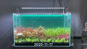 Đèn Neo-Helios: Làm Nổi Bật Màu Sắc Cá Với Ánh Sáng Chất Lượng Cao