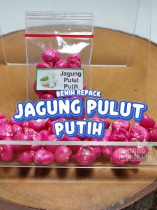 Benih Jagung Pulut Putih Unggulan ketan berkualitas biji bibit hydroponik hidroponik tanaman pot tanah
