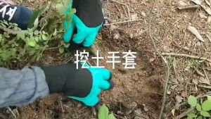 ถุงมือขุดดิน ถุงมือพรวนดิน ถูกสร้างและทำสวน ถูกใช้เมืองโลก ถุงมือยาง ขุดดิน พลั่ว การทำสวน ปลูกต้นไม้ ต้นไม้ CH