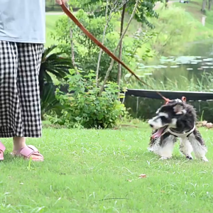 ✅Original fast delivery✅Portable Adjustable Crossbody Pet Carrier Bag for Small Dogs Cats Outdoor Travel Breathable Shoulder Strap Cartoon Design