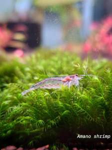 Yamato Shrimp Amano Shrimp (Caridina multidentata) Planted Tank Algae Cleaner