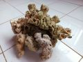 batu karang laut / 1 kg. 