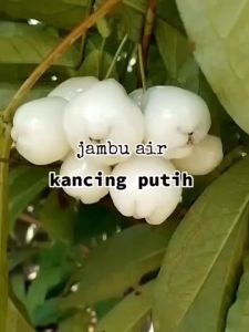 Bibit Jambu Air Kancing Putih Unggulan