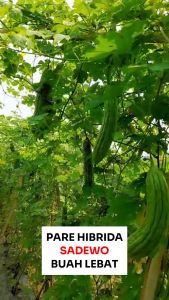 Benih Pare Hibrida SADEWO 10 gram Asli Cap Bunga Matahari Buah Lebat